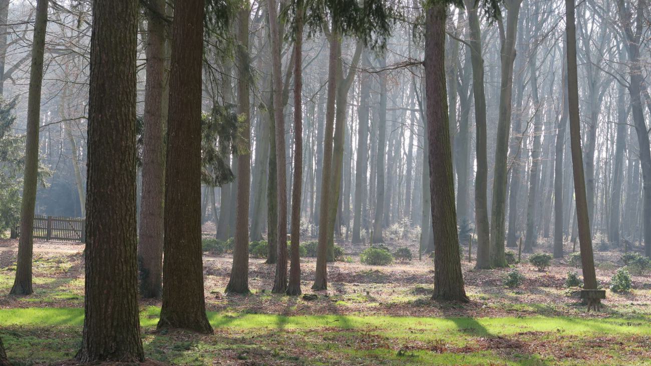 Wald im Spätherbst mit einfallendem Sonnenlicht