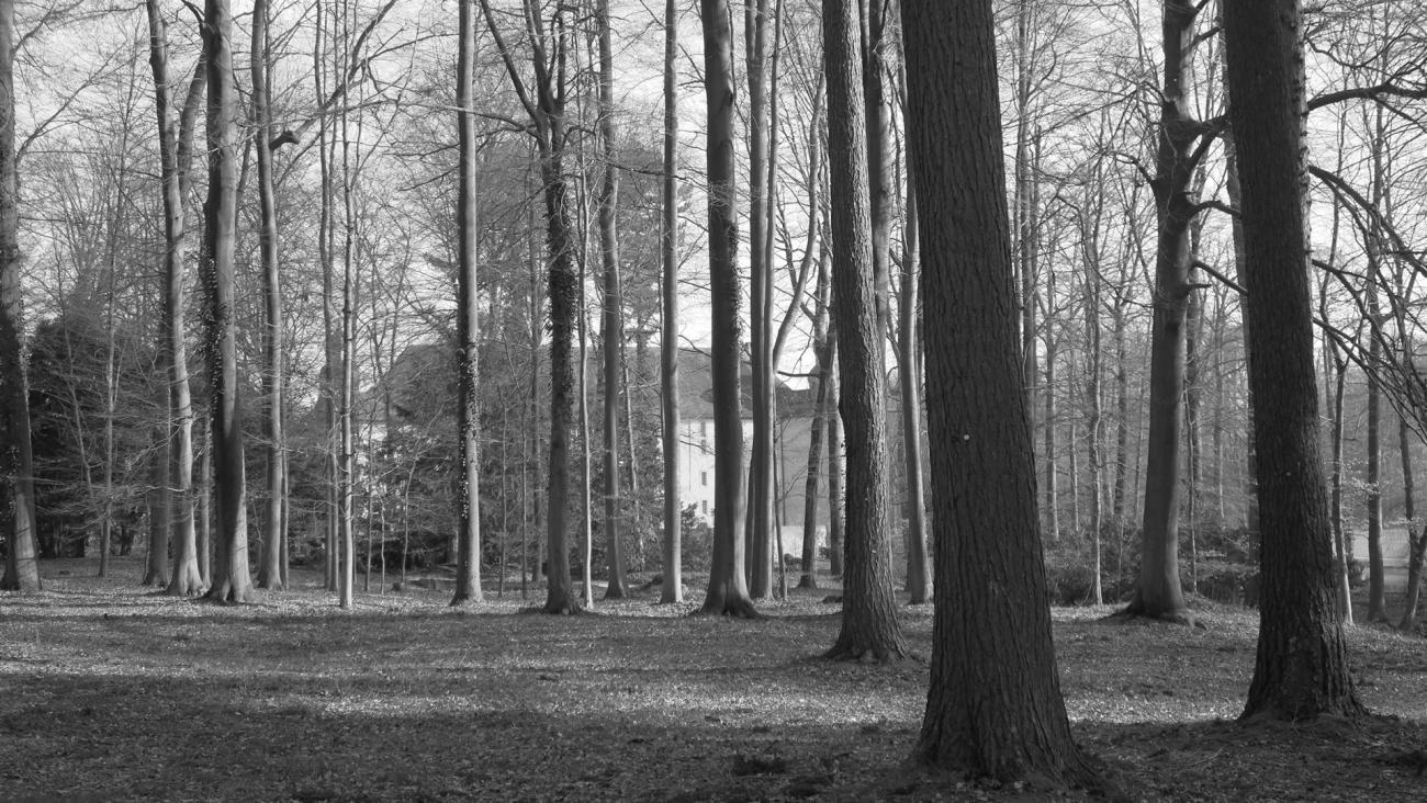 Wald im Spätherbst, s/w